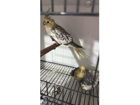 Sağlıklı Sultan Papağanı Kuşlar