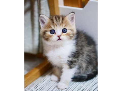 Şeker Suratlı Black Golden British Shorthair Yavrumuz