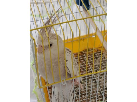 6 Aylık Sultan Papağanı