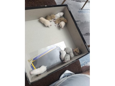 Yavru Hamsterlar Yeni Sahibini Bekliyor