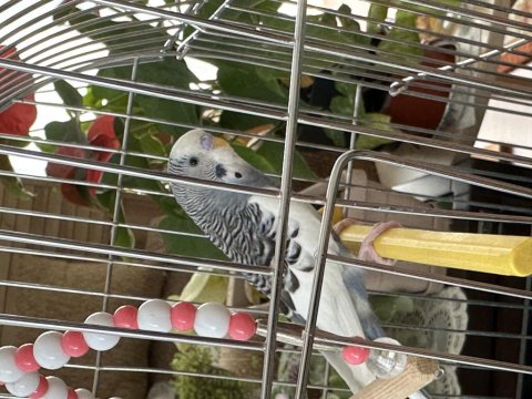 Yavru Muhabbet Kuşumuz