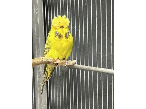 Sağlıklı, Genç Ve Üretime Uygun Show Muhabbet Kuşlar