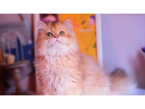 Safkan Şecereli Ny 12 Erkek British Longhair