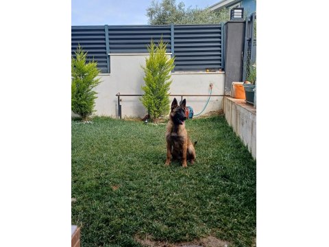 7 Aylık Dişi Aşıları Tam Belçika Kurdu Çip Takıldı