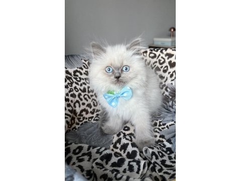 Ev Ortamından Kaliteli Erkek British Longhair Yavrular