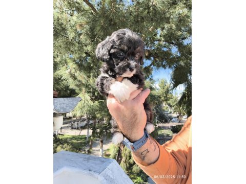 Sevimli Maltipoo Köpekler