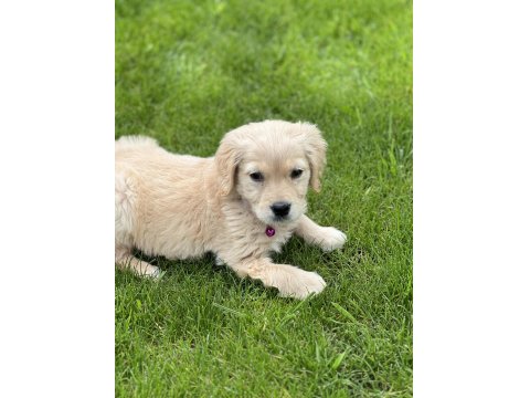 2,5 Aylık Minik Golden Retriever Yavrusu