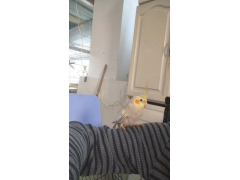 45 Günlük Sultan Papağanı