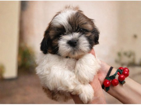 Shih Tzu Dişi Erkek Yavrular Özel Renk Mevcut