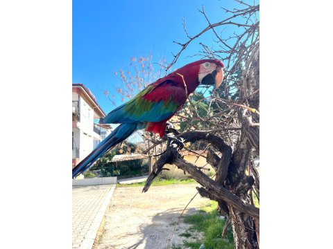 4 Yaşında Macaw Fotoğraf İşinde Tecrübeli Kuşumuz Sahiplendirecek