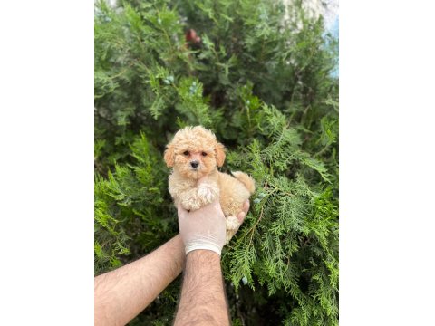 Mikro Baby Surat Maltipoo Bebekler