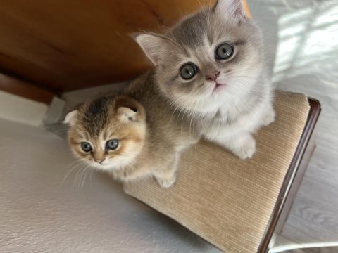 Scottish Fold Kedimiz 2 Aylık