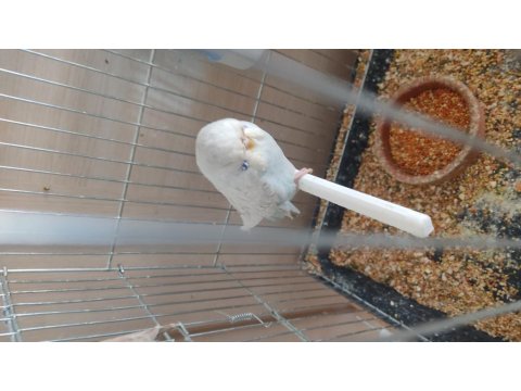 Show Yavru Muhabbet Kuşu