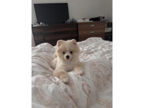 3 Aylık Dişi Pomeranian