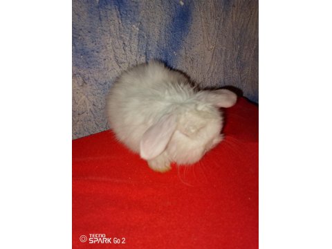 Teddy Lop Tavşan Yavrular 30 Günlük Mavi Göz