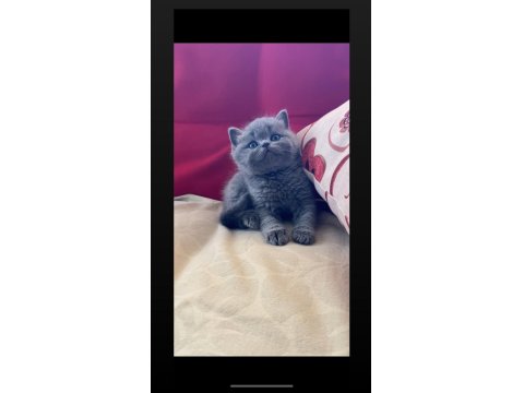 Safkan Ayı Surat Gri British Shorthair Yavrumuz