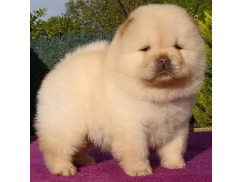 Çin Aslanı Köpeği Yavruları