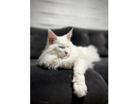 Safkan, Anne Ve Babası Şecereli Dişi Maine Coon