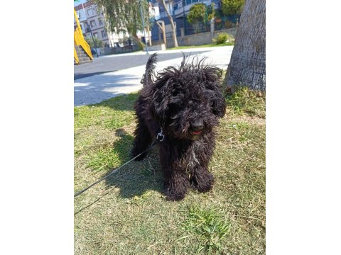6 Aylık Siyah Toy Poodle