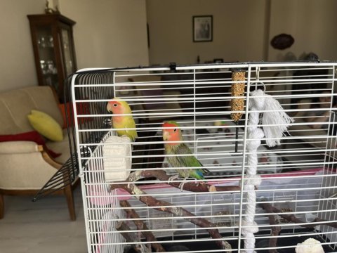 Çift Yumurta Yapmış Sevda Papağanı