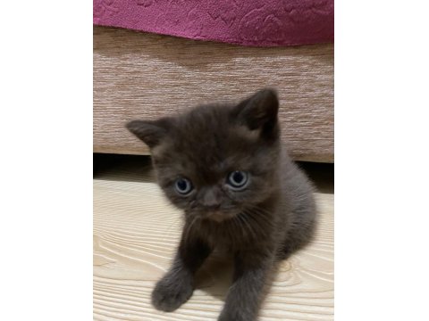 British Shorthair Gri Kedimiz