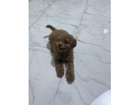 3.5 Aylık Erkek Poodle Hatay