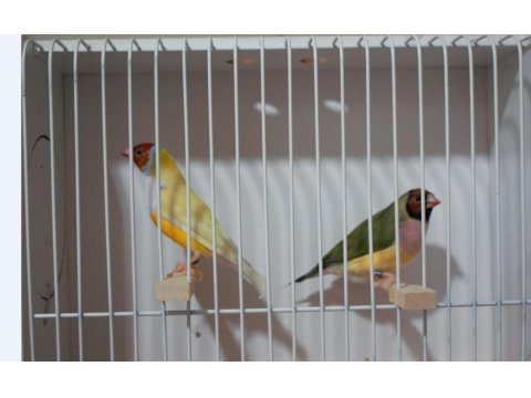 Gökkuşağı İspinozu - Gouldian Finch