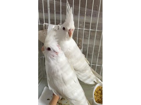 2025 A Kalite Erkek 40 Günlük Albino Saf Kan Sultan Papağanı