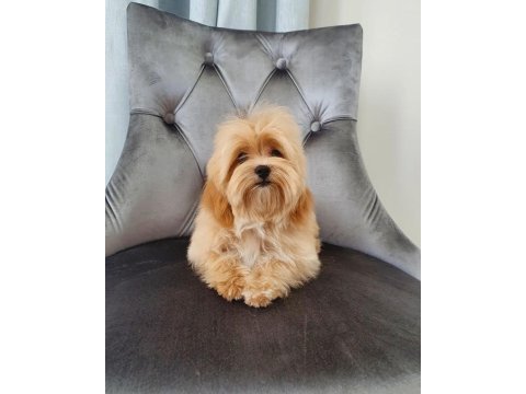 F2 Maltipoo Yavruları