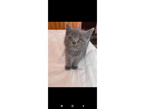 British Shorthair Ve British Longhair Yavrular