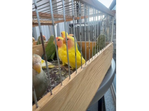 Sağlıklı Yavru Sevda Papağanlar