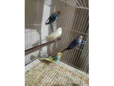 1 Çift 4 Yavru 1 Erkek Muhabbet Kuşlar