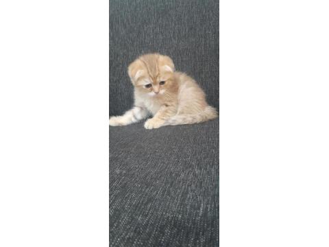 Teslime Hazır Yavru Kediler