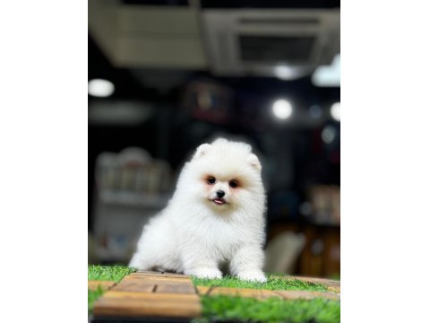 Orijinal Pomeranian Boo