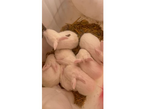 Anne Altından Yavru Tavşanlar