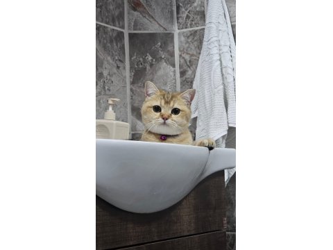 British Shorthair Golden Özel Irk Ny25 Black