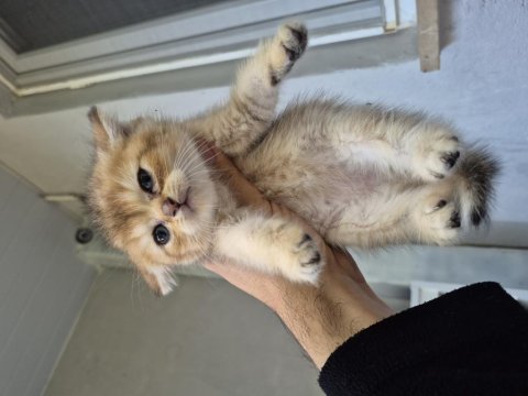 Teslime Hazır British Shorthair Golden Bebekler