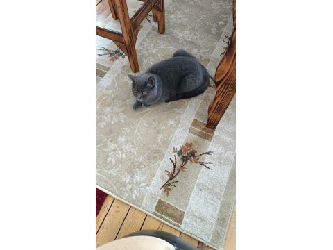 Sevimli Scottish Straight Yavrumuz Yeni Yuvasını Arıyor.