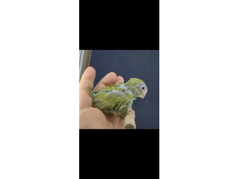 Elle Beslemeye Uygun Forpus Papağanı Yavru