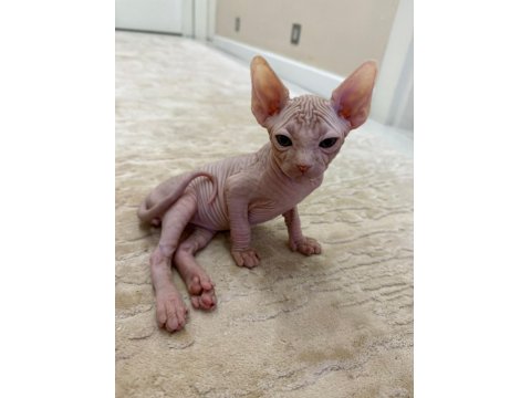 Yavru Sfenks 2 Aylık