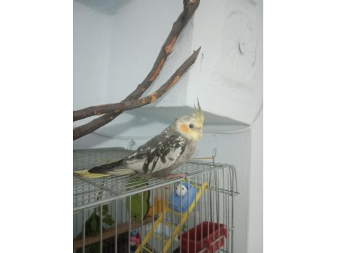 Yavru Sultan Papağanı 2 Aylık