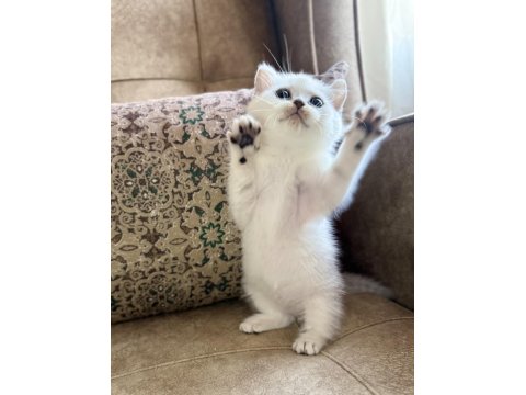 Full Şecereli Anne Babasını Özel British Bebeği