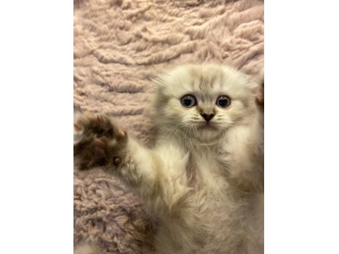 Scottish Fold Pamuğumuz Yeni Yuvasını Arıyor!
