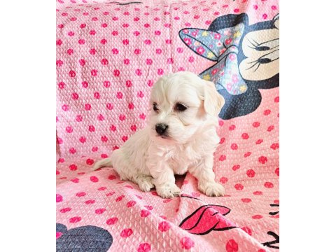 Yavru Maltipoo Köpekler