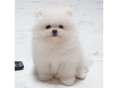 Teddy Bear Pomeranian Yavruları