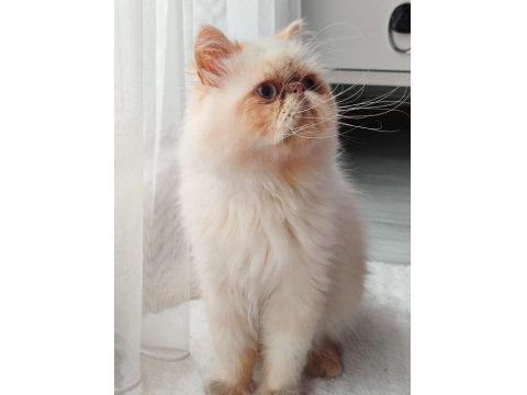 Safkan İran Kedisi Red Point 8 Aylık Erkek