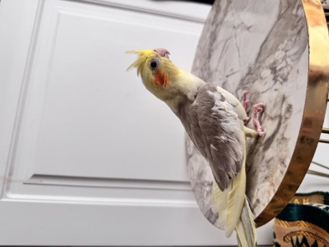 Sahiplendirilecek Sultan Papağanı