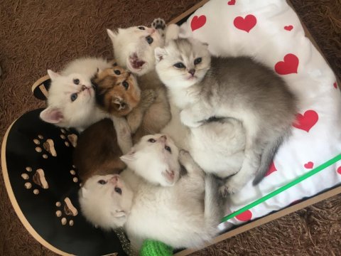 Yüksek Düzey Genlere Sahip Pofuduk Bebek Kediler