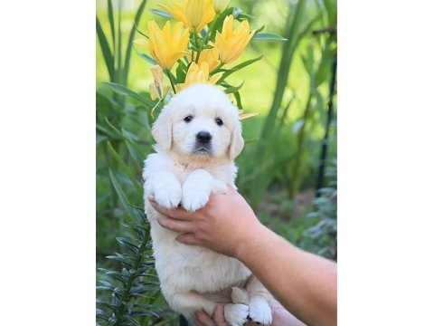 Sevimli Golden Retriever Yavru Köpeklerimiz