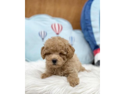 Efsane Maltipoo Yavruları